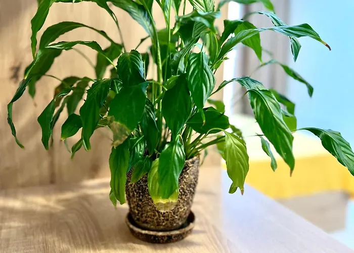 Osapart In A Complex Semycvit 14 * Leópolis